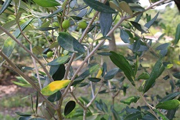 農園だより オリーブの管理 葉が黄色い 日本オリーブ公式通販