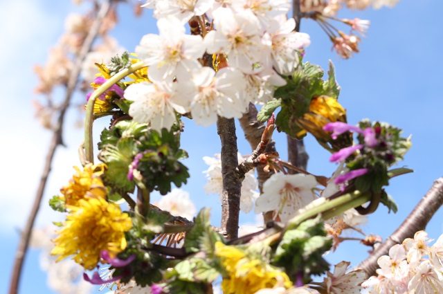 農園だより サクランボの花が満開です 日本オリーブ公式通販
